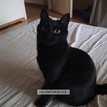 Foto einer verlorenen Katze in Bernex