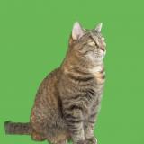 Picture of cat lost at Longeuil