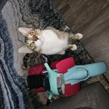 Picture of cat lost at Anchorage