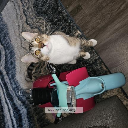 Picture of cat lost at Anchorage