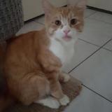 Picture of cat lost at Le Bouscat