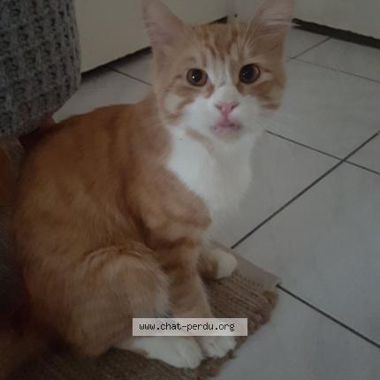 Photo 1/1 Mistigriffe Chat lost in Le bouscat