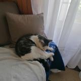 Picture of cat lost at Saint Sulpice Le Dunois