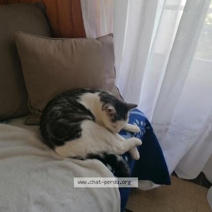 Photo 1/1 TOPAZ Chat lost in Saint sulpice le dunois