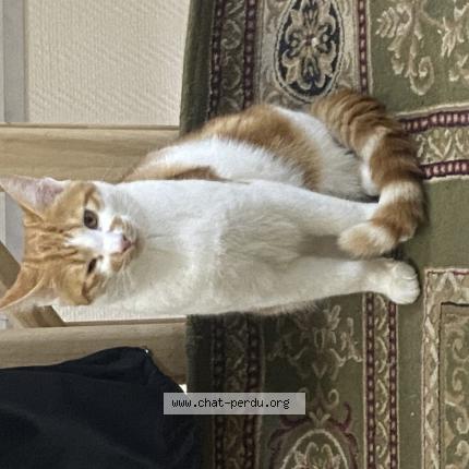 Foto van vermiste kat in Bruxelles