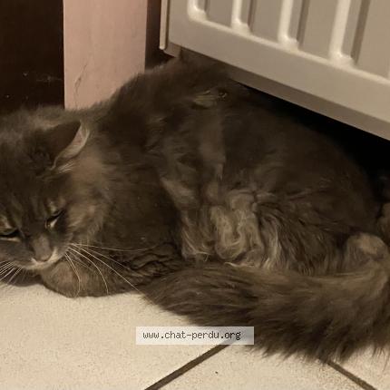 Foto 1/1 Kat teruggevonden Gevonden in Limal