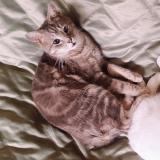 Picture of cat lost at Bethune