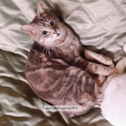 Photo 1/1 Mickey Chat lost in Bethune