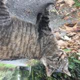 Picture of cat lost at Trevou Treguignec