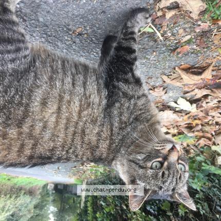 Photo 1/1 Cat reunited Lost in Trevou treguignec