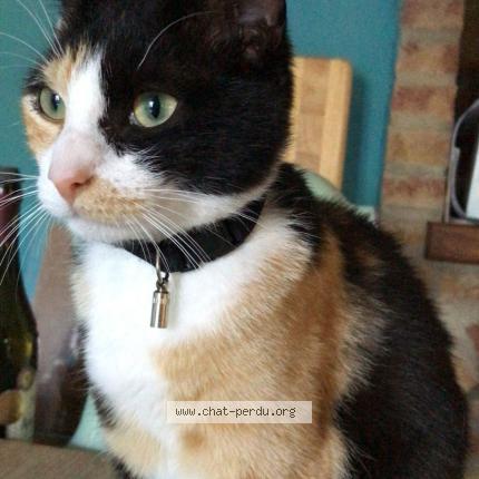 Foto 1/1 Kat teruggevonden Vermist in Floreffe Malonne