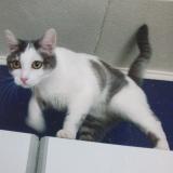 Picture of cat lost at Sainte Colombe