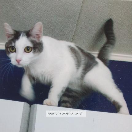 Photo 1/1 APAX ex Ta&iuml;ga Chat lost in Sainte colombe