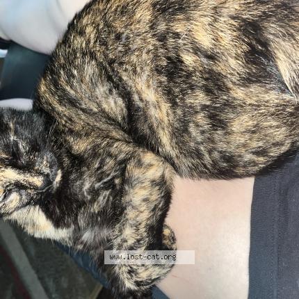 Photo 1/1 Reunited cat Lost in Conroe