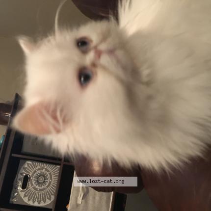 Photo 1/1 Reunited cat Lost in Deltona