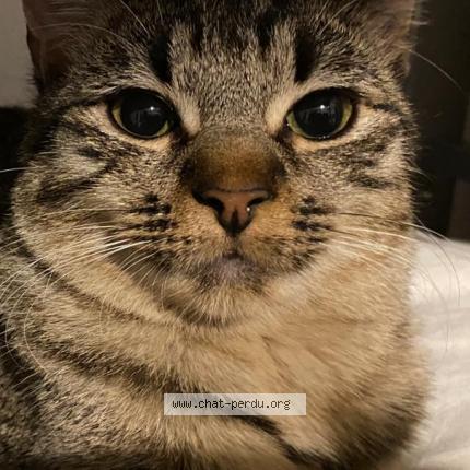 Foto einer verlorenen Katze in Grand Saconnex
