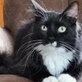 Picture of cat lost at Raphele Les Arles