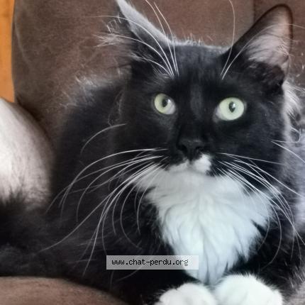 Photo 1/1 Roméo Chat lost in Raphele les arles