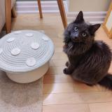 Picture of cat lost at North York