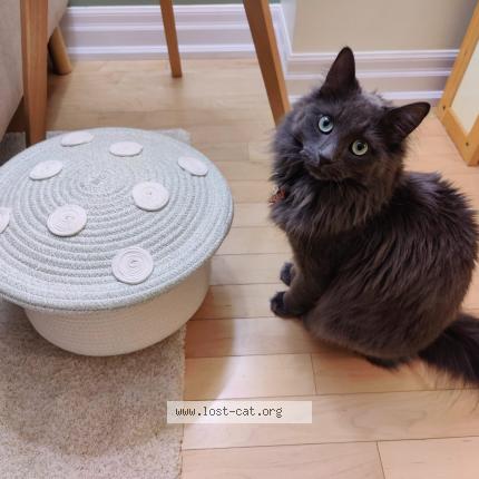 Photo 1/1 Cat reunited Lost in North york