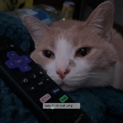 Photo 1/1 Reunited cat Lost in Kent