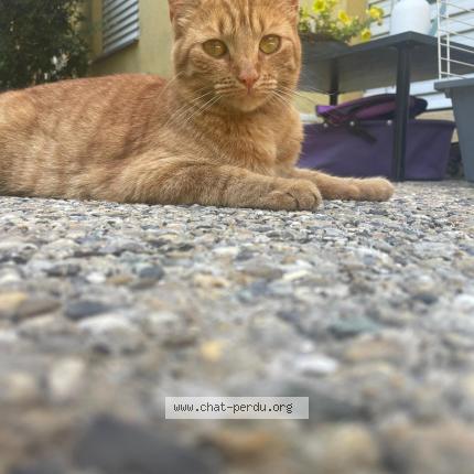 Foto einer verlorenen Katze in Monthey