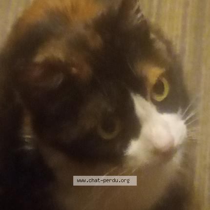 Foto 1/2 Kat teruggevonden Vermist in Schaerbeek