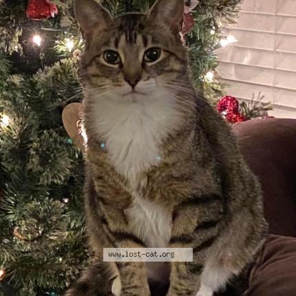 Photo 1/1 Reunited cat Lost in Quakertown
