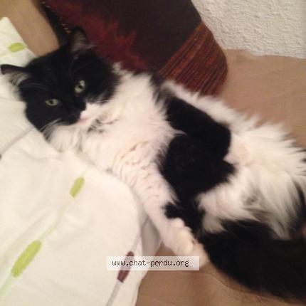 Photo 1/1 Shana Chat lost in Martigues