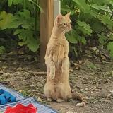 Picture of cat lost at Vallon Pont D Arc