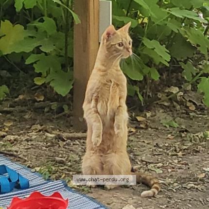 Photo 1/1 Stella Chat lost in Vallon pont d arc