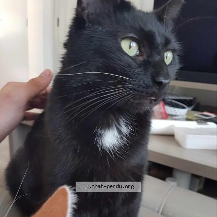 Foto 1/1 Kat teruggevonden Vermist in Ivoz Ramet