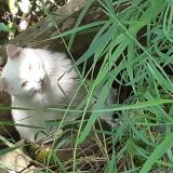 Picture of cat found at La Baie