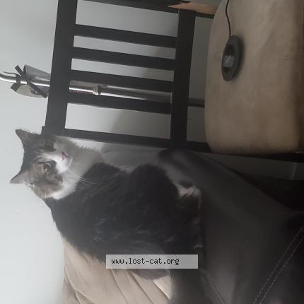 Picture of cat found at Salt Lake City