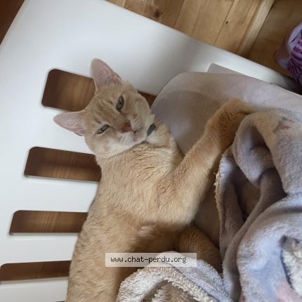 Photo 1/1 Cat reunited Lost in Le montat