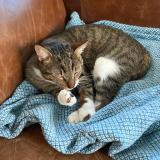 Picture of cat lost at Nantes