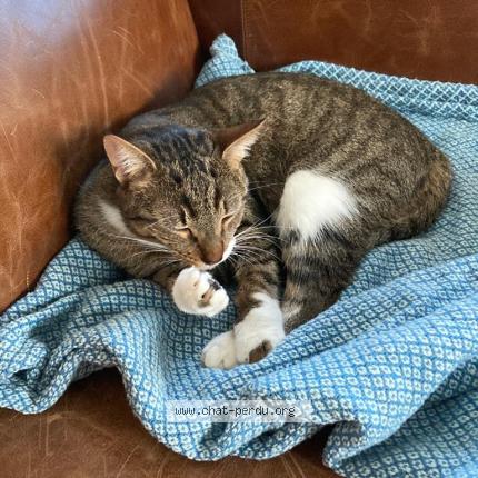 Photo 1/1 Chifoumi Chat lost in Nantes