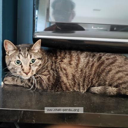 Foto van vermiste kat in Jambes