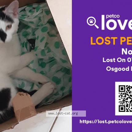 Picture of cat lost at Osgood