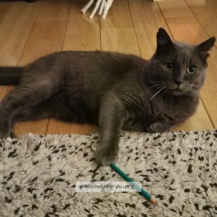 Foto van vermiste kat in Ixelles