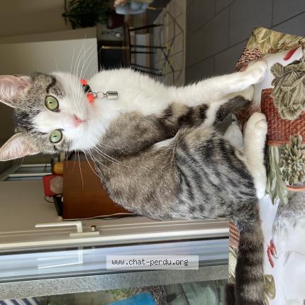 Foto einer verlorenen Katze in La Croix