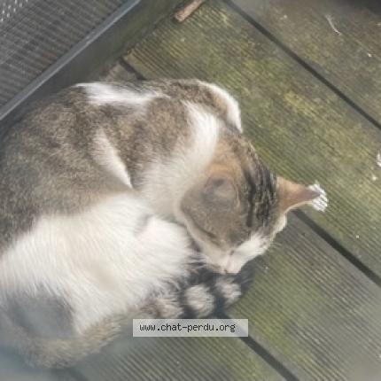 Foto 2/2 Kat teruggevonden Gevonden in Bruxelles
