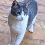 Picture of cat lost at Nice