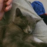 Picture of cat lost at St Marthe Sur Le Lac