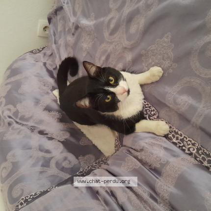 Photo 1/3 Reunited cat Lost in Martigues