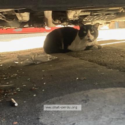 Photo 2/3 Reunited cat Lost in Martigues