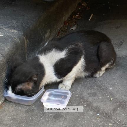 Photo 3/3 Reunited cat Lost in Martigues