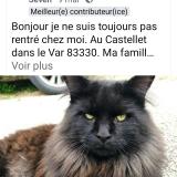 Picture of cat lost at Le Castellet