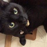 Picture of cat lost at Calgary