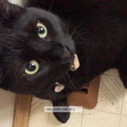 Photo 1/1 Cat reunited Lost in Calgary